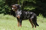 BEAUCERON 802